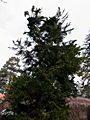 Cryptomeria japonica Cristata IMG_8990 Szydlica japońska